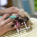 Yorkie tartar removal