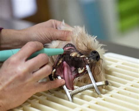 Yorkie tartar removal