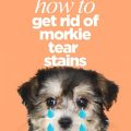 Yorkie tear stains treatment