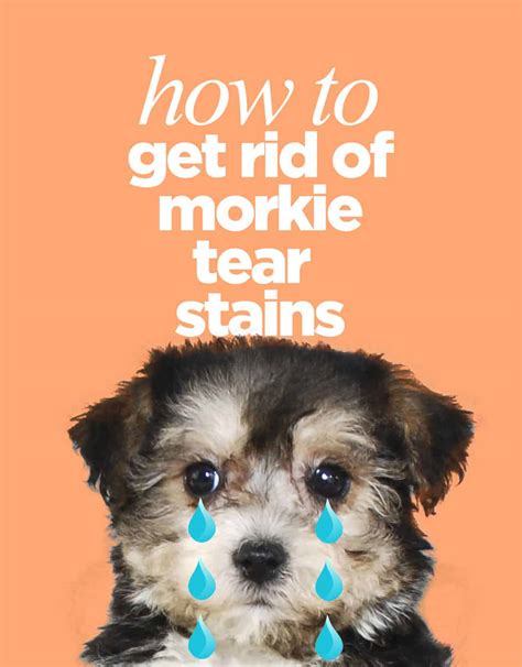 Yorkie tear stains treatment