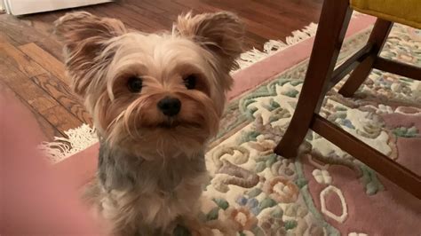 Yorkie teeth brushing