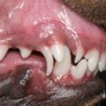 Yorkie teeth extraction