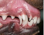 Yorkie teeth extraction