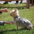 Yorkie training commands