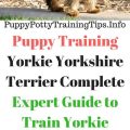 Yorkie training equipment