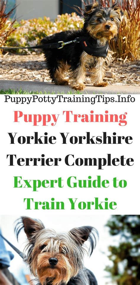 Yorkie training equipment