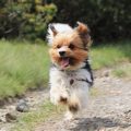 Yorkie training mistakes