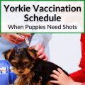 Yorkie vaccination schedule