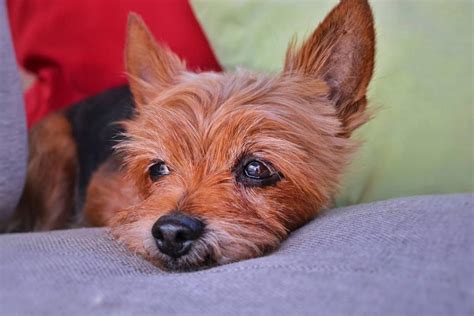 Yorkies And Cats