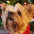 Yorkies At Christmas