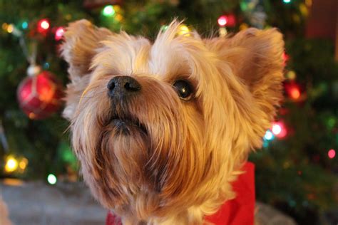 Yorkies At Christmas