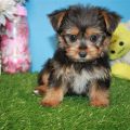 Yorkies Breeders Near Me