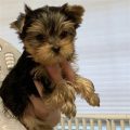 Yorkies Full Grown Size