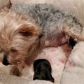 Yorkies Giving Birth