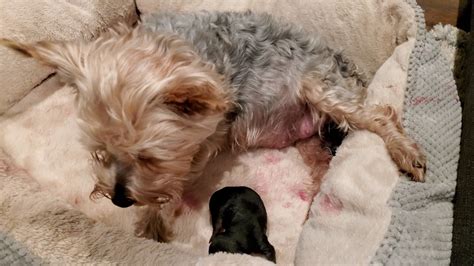 Yorkies Giving Birth