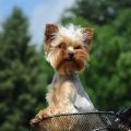 Yorkies In Heat