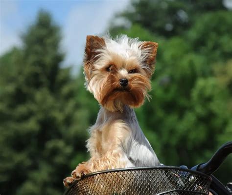 Yorkies In Heat