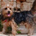 Yorkies Mixed With Other Breeds