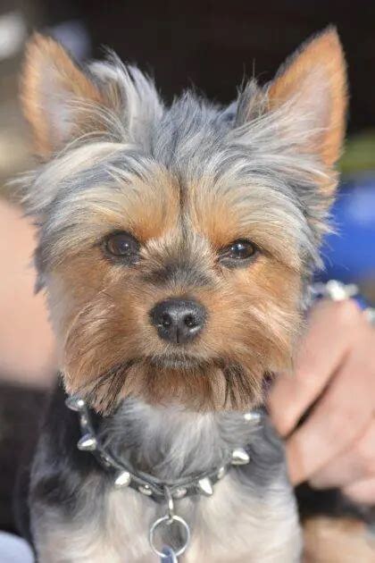 Yorkies Shedding