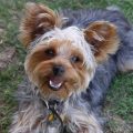 Yorkies Smiling