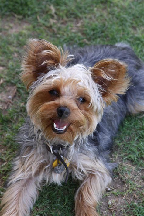 Yorkies Smiling