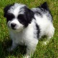 Yorkipoo Black And White