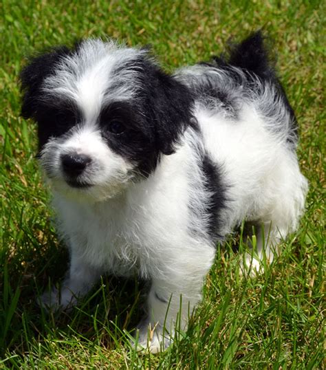 Yorkipoo Black And White