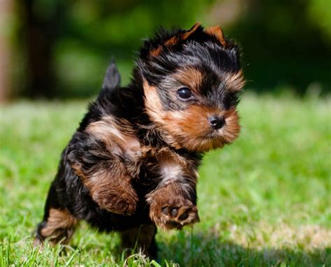 Yorkshire Breeder Near Me