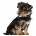 Yorkshire Terrier 3 Months