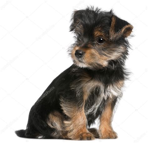 Yorkshire Terrier 3 Months