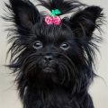 Yorkshire Terrier All Black