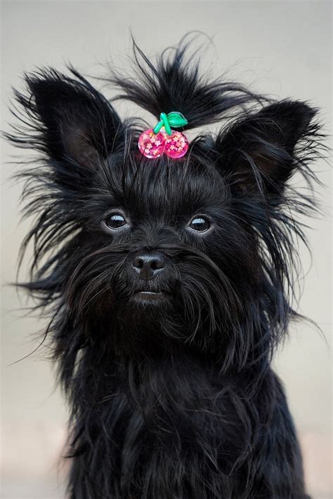 Yorkshire Terrier All Black