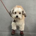 Yorkshire Terrier And Bichon Frise Mix