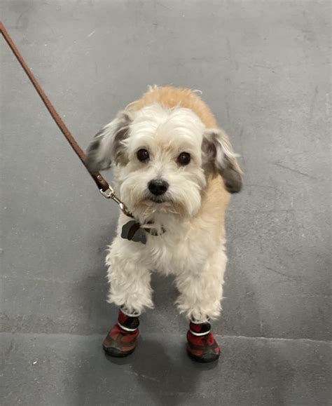 Yorkshire Terrier And Bichon Frise Mix