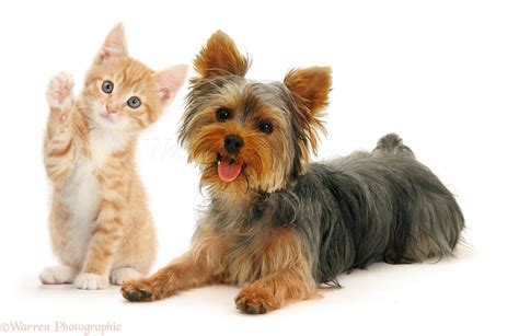 Yorkshire Terrier And Cats