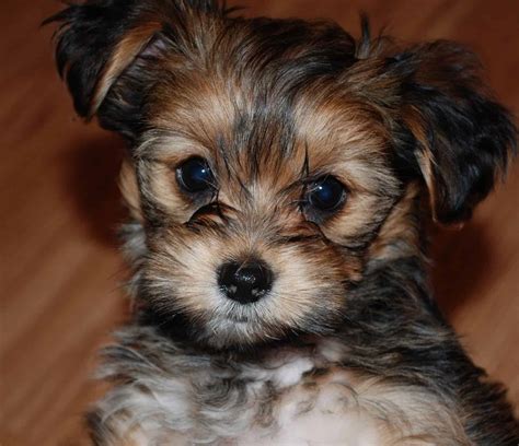 Yorkshire Terrier And Schnauzer Mix