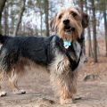 Yorkshire Terrier Beagle Mix