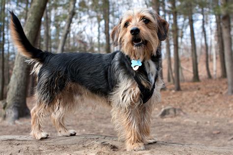 Yorkshire Terrier Beagle Mix