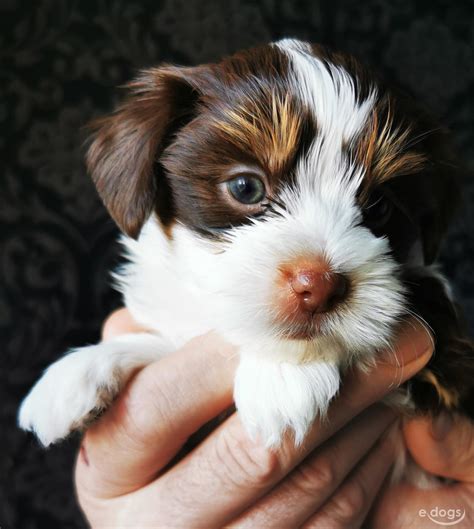 Yorkshire Terrier Biewer Tricolor