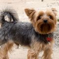 Yorkshire Terrier Black And Brown