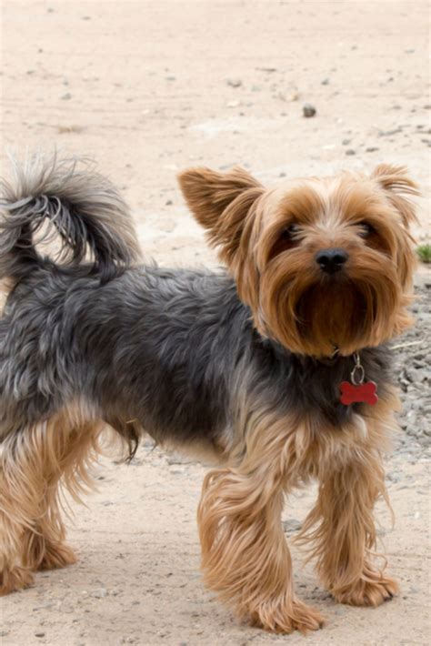 Yorkshire Terrier Black And Brown