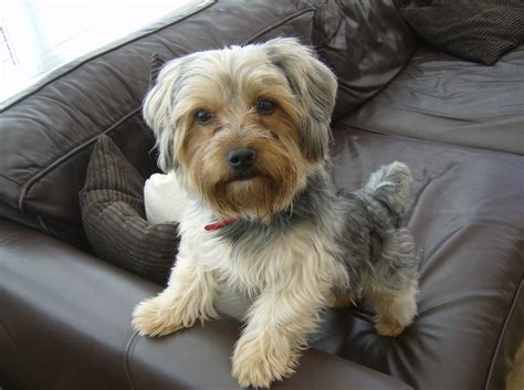 Yorkshire Terrier Black And Tan