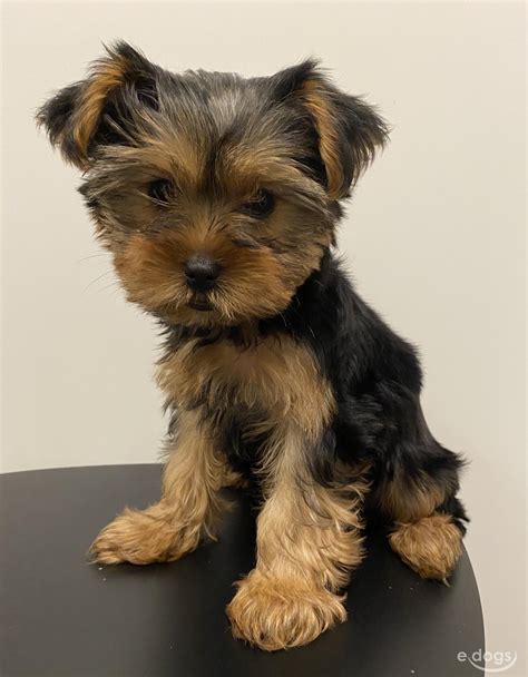 Yorkshire Terrier Black Tan