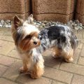 Yorkshire Terrier Blue