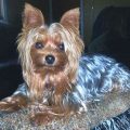 Yorkshire Terrier Blue And Gold