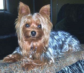 Yorkshire Terrier Blue And Gold