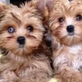 Yorkshire Terrier Blue Eyes