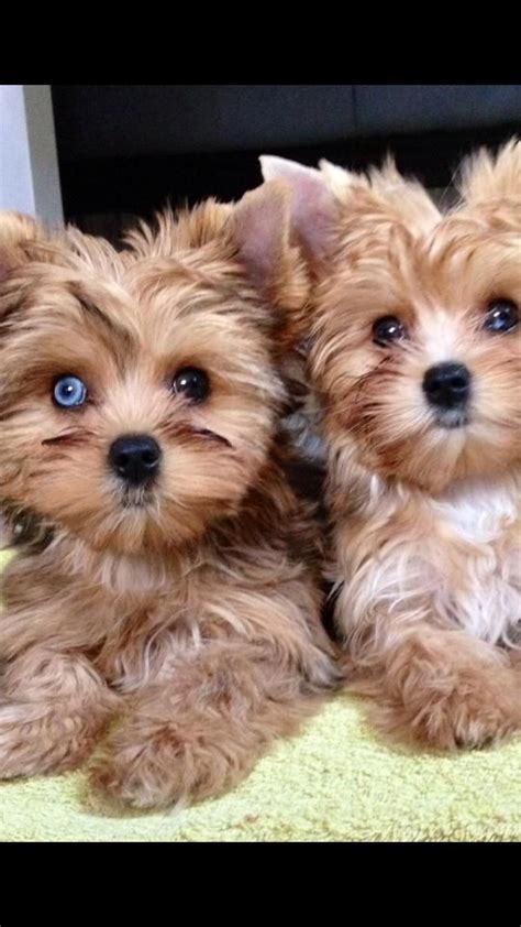 Yorkshire Terrier Blue Eyes