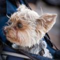 Yorkshire Terrier Breathing Issues