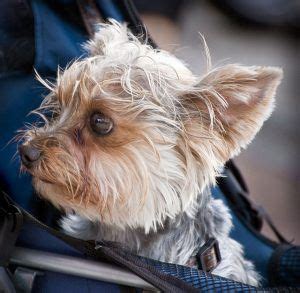 Yorkshire Terrier Breathing Problems